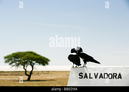 Zwei Vögel am Salvadora Wasserloch, Etosha Pfanne, Etosha Nationalpark, Kunene Region, Namibia Stockfoto
