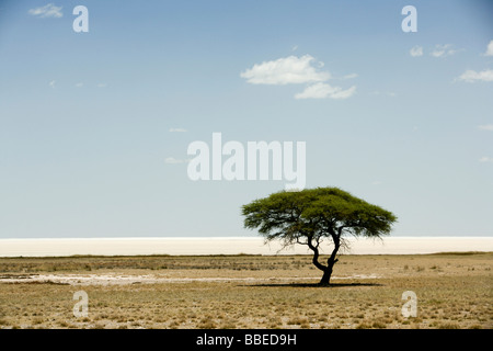 Baum am Etosha-Pfanne, Etosha Nationalpark, Kunene Region, Namibia Stockfoto