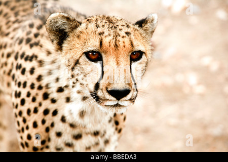 Nahaufnahme des Cheetah, Damaraland, Namibia Stockfoto