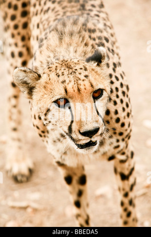 Nahaufnahme des Cheetah, Damaraland, Namibia Stockfoto