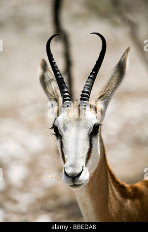 Nahaufnahme von Springbok, Etosha Nationalpark, Kunene Region, Namibia Stockfoto