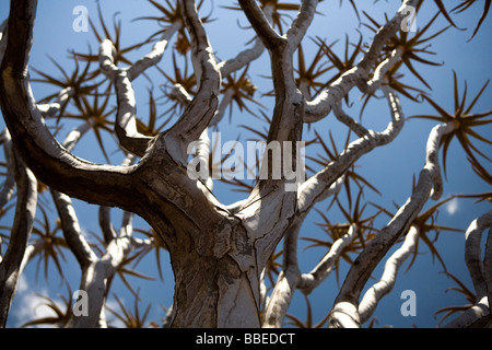 Kokerboom, Keetmanshoop, Namibia Stockfoto