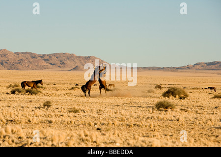 Pferde, Aus, Karas Region, Namibia Stockfoto
