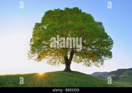 Einzelnen Linde bei Sonnenaufgang, Schweiz Stockfoto