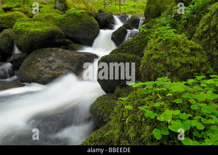 Bach im Wald, Schwarzwald, Deutschland Stockfoto