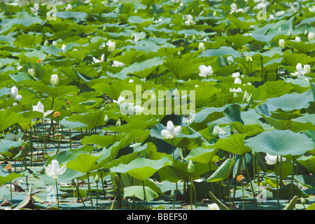 Ein See bedeckt vollständig mit Wildwasser Lily (Nymphaea Pubescens) in Sri Lanka Stockfoto