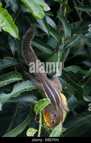 Indischen Palm Eichhörnchen (Funambulus Palmarum) auch bekannt als Three-Striped Palm Eichhörnchen Stockfoto