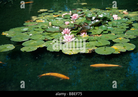 Pflanzen Blumen Seerose im Teich mit Koi Karpfen Zierfische schwimmen vorbei knapp unter der Oberfläche des Pools in voller Blüte Blüte. Stockfoto