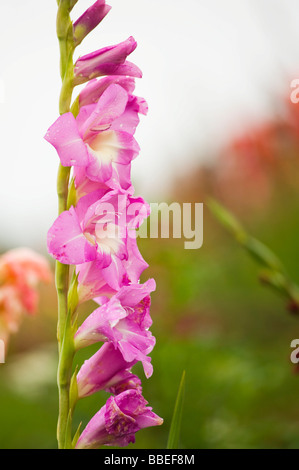 Nahaufnahme von rosa Blume, Salzburger Land, Österreich Stockfoto