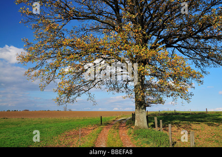 Eiche Baum im Feld, Fürstenfeldbruck, Bayern, Deutschland Stockfoto