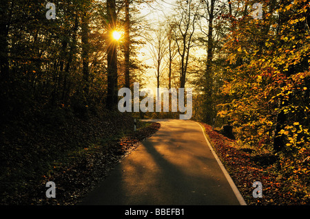 Straße durch Wald, sch.ools.it Alb, Baden-Württemberg, Deutschland Stockfoto