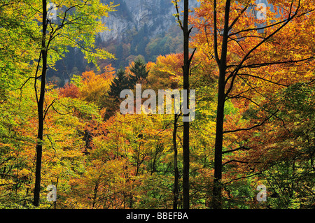 Herbst-Wald, Berge, Berner Alpen, Schweiz Stockfoto