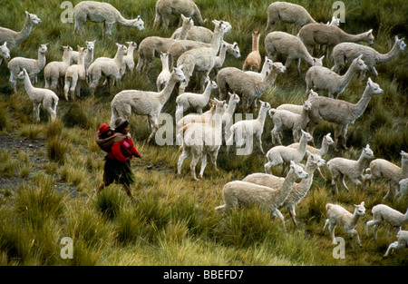 PERU Südamerika La Raya Frau mit Baby auf dem Rücken in einer Schlinge herding neu Weiße Alpaka geschoren Stockfoto