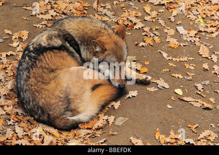 Schlafen, Wolf, Bayerischer Wald, Bayern, Deutschland Stockfoto