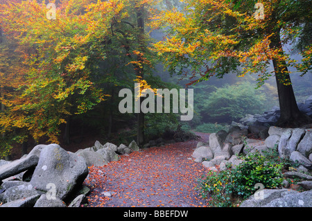 Spazierweg durch Stein laufen im Wald, Reichenbach, Odenwald, Hessen, Deutschland Stockfoto