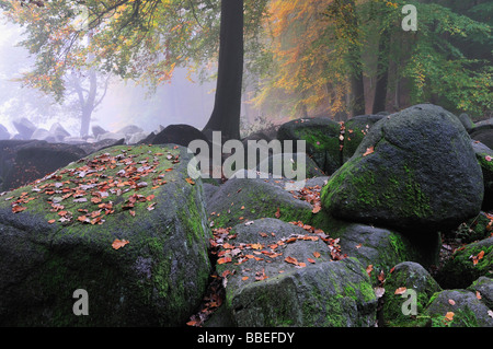 Stein laufen im Wald, Reichenbach, Odenwald, Hessen, Deutschland Stockfoto