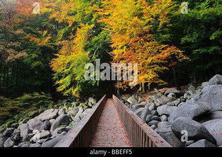 Boardwalk durch Stein laufen im Wald, Reichenbach, Odenwald, Hessen, Deutschland Stockfoto