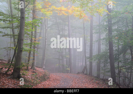 Spazierweg durch den Wald, Reichenbach, Odenwald, Hessen, Deutschland Stockfoto