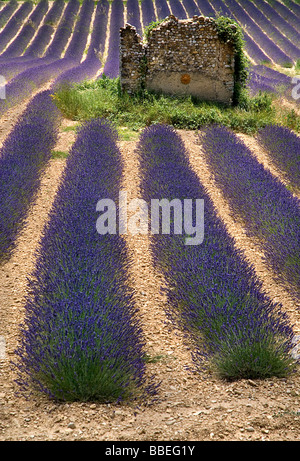 Frankreich-Provence-Cote d ' Azur Alpes de Haute Provence Ruinen der Scheune oder des Hauses im Bereich der Lavendel in der Nähe von Valensole. Stockfoto