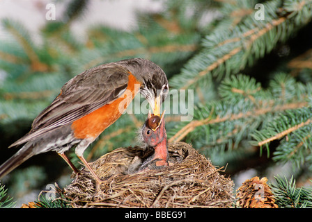 Amerikanischer Robin Mutter füttern Babys im Nest, Calgary, Alberta, Kanada Stockfoto