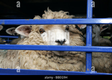 Landwirtschaft Landwirtschaft Schafe gesehen durch die Gitterstäbe ein der LKW, die sie in transportiert werden. Stockfoto