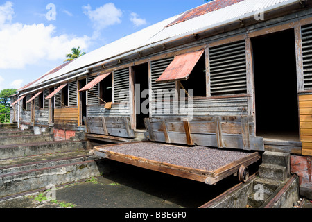 WEST INDIES Karibik Grenada Kakaobohnen trocknen in der Sonne auf einziehbaren Racks unter trocknen Schuppen auf Douglaston Estate Plantage Stockfoto