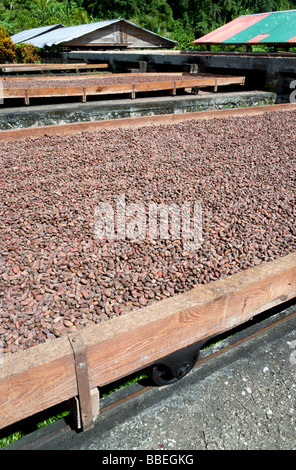 Westindische Inseln Grenada St Patrick Cocoa Beans trocknen in der Sonne auf einziehbaren Racks unter trocknen Schuppen an Belmont Estate Plantage Stockfoto