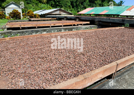 Westindische Inseln Grenada St Patrick Cocoa Beans trocknen in der Sonne auf einziehbaren Racks unter trocknen Schuppen an Belmont Estate Plantage Stockfoto