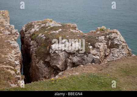 Erodieren Felsen verwitterte Kalkstein Klippen St Govans Kopf wilde Küste Pembrokeshire Coast National Park South Wales UK Stockfoto