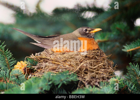 Robin im Nest sitzen Stockfoto