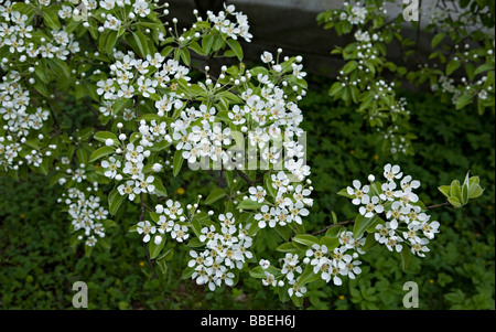 Birne Blüte Zweig im Garten Jurmala Lettland Stockfoto