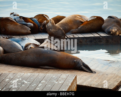 Seelöwen auf Dock, San Francicso, Kalifornien, USA Stockfoto