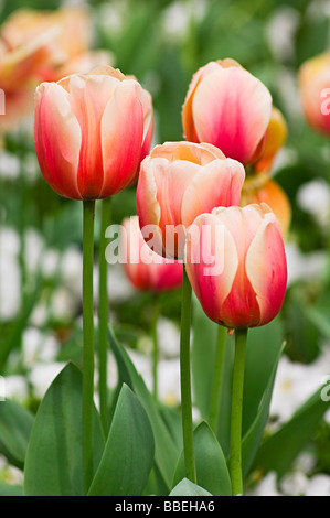 Nahaufnahme von Tulpen auf die Real Jardin Botanico de Madrid, Madrid, Spanien Stockfoto