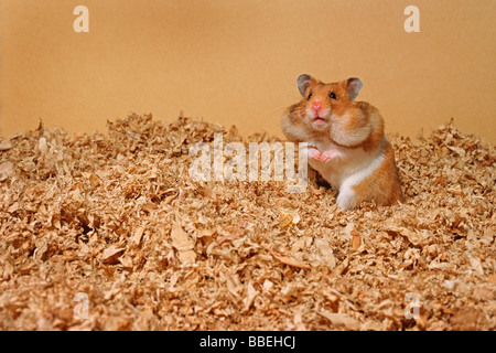 Hamster mit gefüllten Wangen Stockfoto