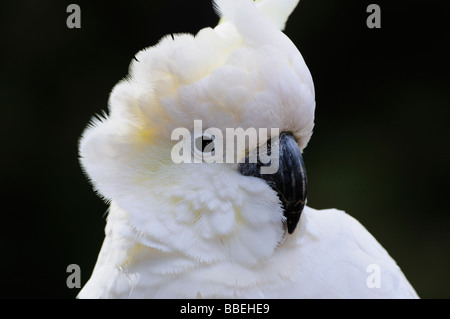 Schwefel-Crested Cockatoo, Dandenong Ranges National Park, Victoria, Australien Stockfoto