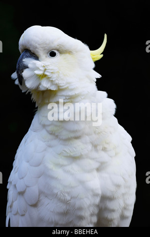 Schwefel-Crested Cockatoo, Dandenong Ranges National Park, Victoria, Australien Stockfoto