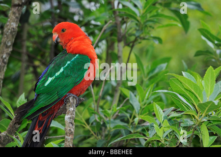 Australische König Papagei, Dandenong Ranges National Park, Victoria, Australien Stockfoto