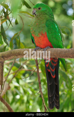 Australische König Papagei, Dandenong Ranges National Park, Victoria, Australien Stockfoto