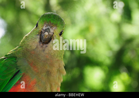 Australische König Papagei, Dandenong Ranges National Park, Victoria, Australien Stockfoto