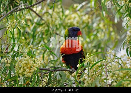 Allfarblori, Yarra Bend Park, Melbourne, Victoria, Australien Stockfoto