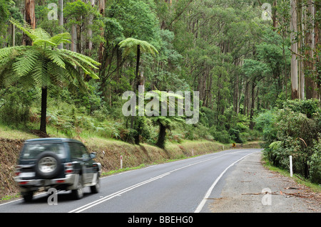 Road, Dandenong Ranges National Park, Victoria, Australien Stockfoto