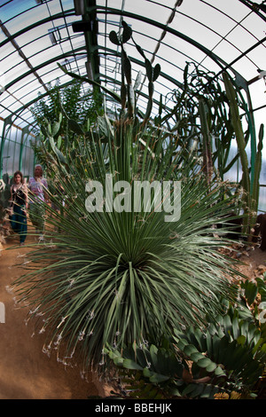 Kakteen in Parce De La Tête D oder botanischen Garten Lyon Rhone Alpen Frankreich Stockfoto