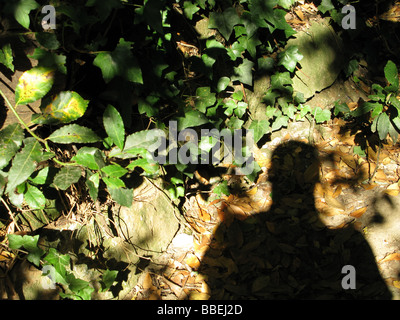 Mannes Schatten im Wald Stockfoto