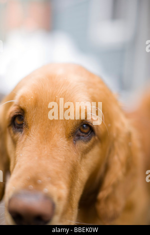 Porträt des Hundes mit Schneeflocken auf seinem Haar Stockfoto