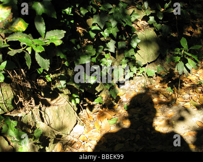Mannes Schatten im Wald Stockfoto