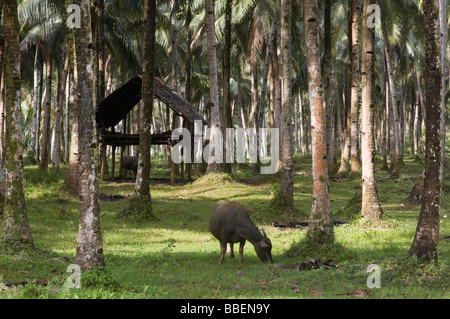 Siargao Island, Surigao del Norte, Mindanao, Philippinen Stockfoto