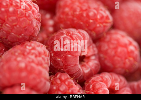 Nahaufnahme von Himbeeren Stockfoto