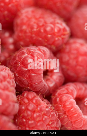 Nahaufnahme von Himbeeren Stockfoto