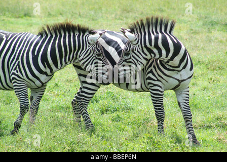 Zwei Zebras in der Serengeti, Tansania, Ostafrika Stockfoto