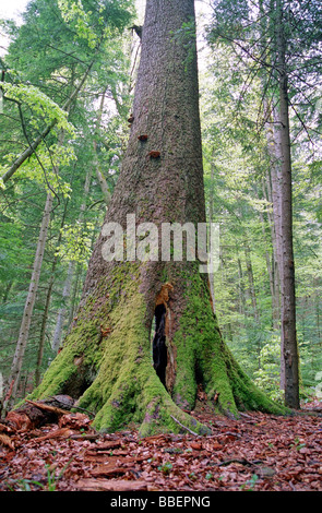 großer Baum mit Vertiefung in Carpathian forest Stockfoto